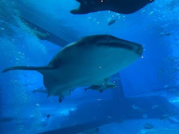 沖縄美ら海水族館に投稿された画像（2024/10/16）