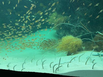 環境水族館アクアマリンふくしまに投稿された画像（2024/10/16）