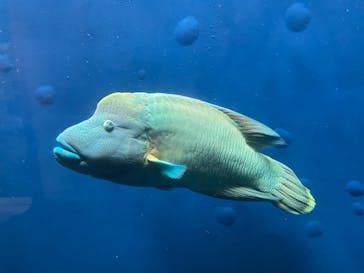 環境水族館アクアマリンふくしまに投稿された画像（2024/10/16）