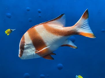 環境水族館アクアマリンふくしまに投稿された画像（2024/10/16）