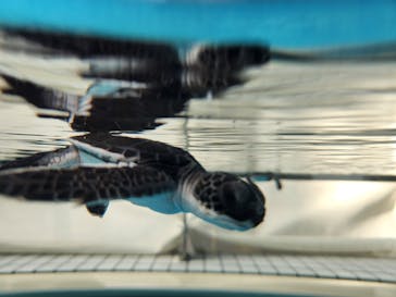 名古屋港水族館に投稿された画像（2024/10/16）