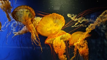 鴨川シーワールドに投稿された画像（2024/10/16）