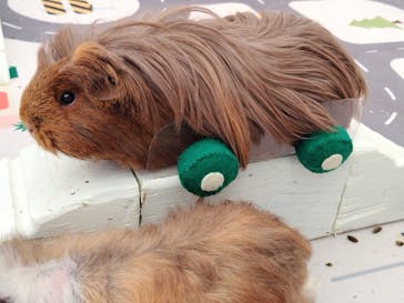 成田ゆめ牧場に投稿された画像（2024/10/16）