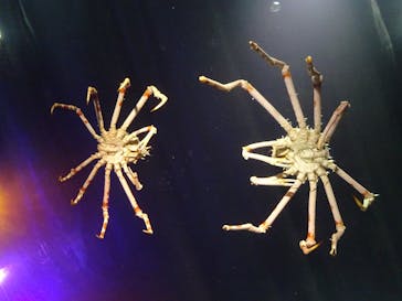 竹島水族館に投稿された画像（2024/10/16）