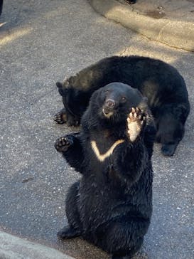 奥飛騨クマ牧場に投稿された画像（2024/10/16）