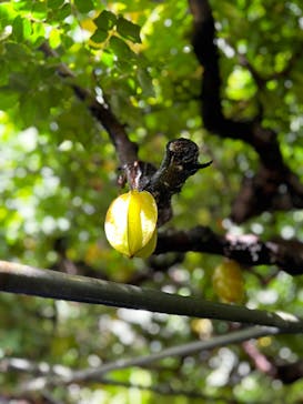 OKINAWAフルーツらんどに投稿された画像（2024/10/16）