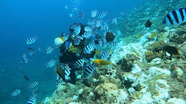 武藤潜水に投稿された画像（2024/10/16）