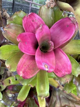 ナゴパイナップルパークに投稿された画像（2024/10/16）