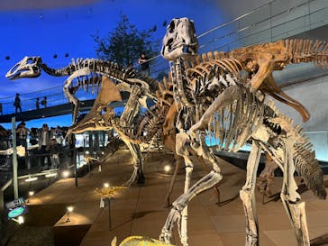 福井県立恐竜博物館に投稿された画像（2024/10/16）