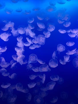 新江ノ島水族館に投稿された画像（2024/10/16）