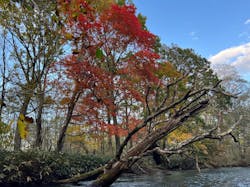 Matatabi（マタタビ）に投稿された画像（2024/10/16）