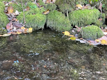 Matatabi（マタタビ）に投稿された画像（2024/10/16）