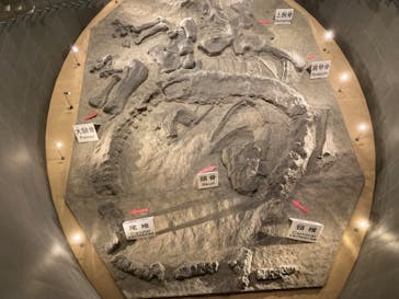 福井県立恐竜博物館に投稿された画像（2024/10/16）