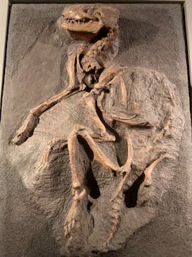 福井県立恐竜博物館に投稿された画像（2024/10/16）
