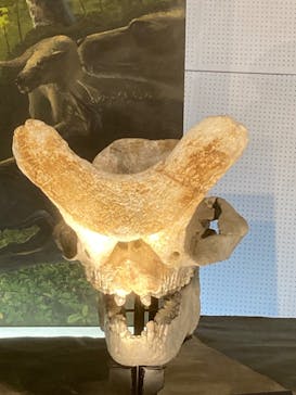 福井県立恐竜博物館に投稿された画像（2024/10/16）