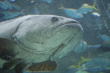 名古屋港水族館に投稿された画像（2024/10/16）