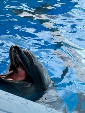 新江ノ島水族館に投稿された画像（2024/10/16）