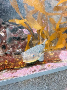 新江ノ島水族館に投稿された画像（2024/10/16）