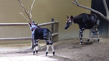 よこはま動物園ズーラシアに投稿された画像（2024/10/16）