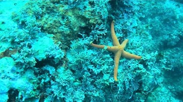 葉山ダイビングサービスに投稿された画像（2024/10/16）