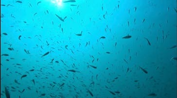 葉山ダイビングサービスに投稿された画像（2024/10/16）