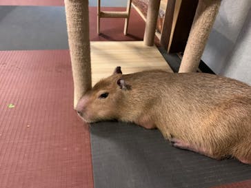 おさるランド＆アニタウン　日光さる軍団劇場に投稿された画像（2024/10/16）