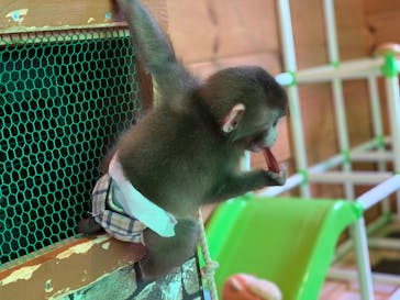 おさるランド＆アニタウン　日光さる軍団劇場に投稿された画像（2024/10/16）