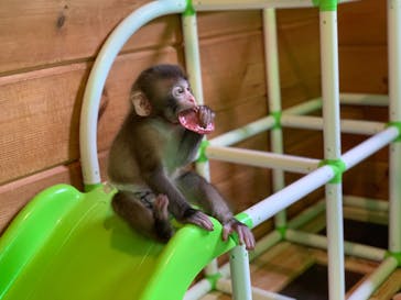 おさるランド＆アニタウン　日光さる軍団劇場に投稿された画像（2024/10/16）