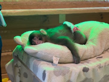 おさるランド＆アニタウン　日光さる軍団劇場に投稿された画像（2024/10/16）