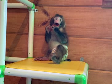 おさるランド＆アニタウン　日光さる軍団劇場に投稿された画像（2024/10/16）