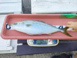 福将丸に投稿された画像（2024/10/16）