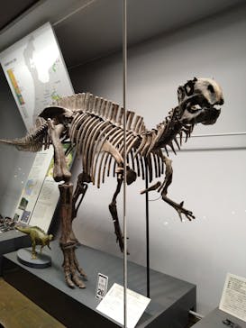 福井県立恐竜博物館に投稿された画像（2024/10/16）