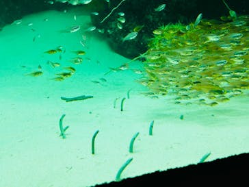 環境水族館アクアマリンふくしまに投稿された画像（2024/10/16）