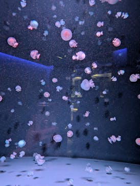 京都水族館に投稿された画像（2024/10/16）