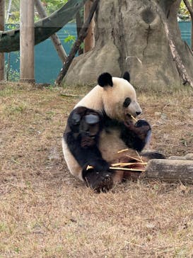 恩賜上野動物園に投稿された画像（2024/10/17）