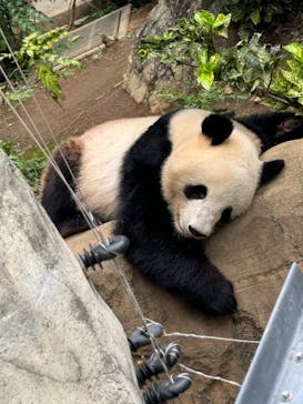 恩賜上野動物園に投稿された画像（2024/10/17）