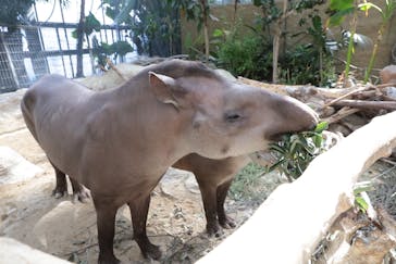 神戸どうぶつ王国に投稿された画像（2024/10/17）