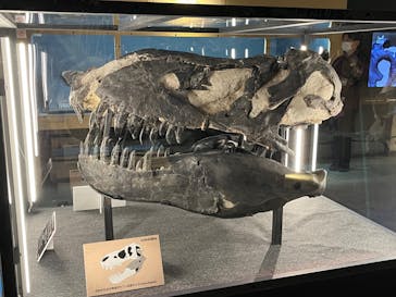 福井県立恐竜博物館に投稿された画像（2024/10/17）