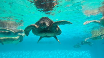 沖縄美ら海水族館に投稿された画像（2024/10/17）