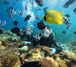 青の洞窟専門店　沖縄ダイビングショップ和に投稿された画像（2024/10/17）