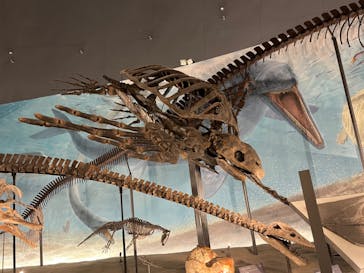 福井県立恐竜博物館に投稿された画像（2024/10/17）