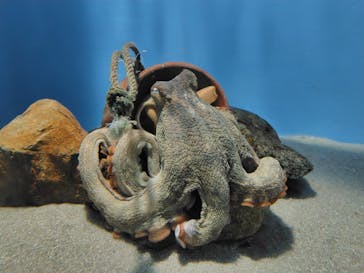 名古屋港水族館に投稿された画像（2024/10/17）