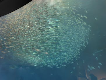 名古屋港水族館に投稿された画像（2024/10/17）