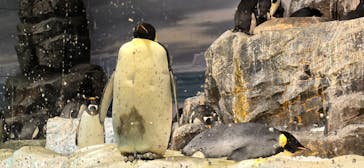 名古屋港水族館に投稿された画像（2024/10/17）