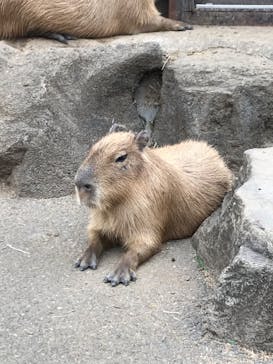 伊豆シャボテン動物公園に投稿された画像（2024/10/17）