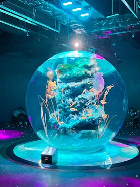 AQUARIUM × ART　atoaに投稿された画像（2024/10/17）