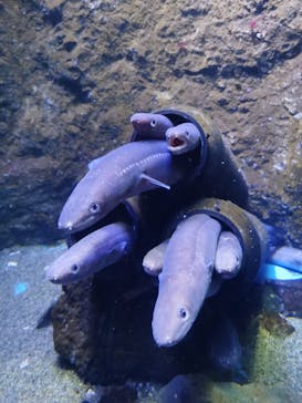 仙台うみの杜水族館に投稿された画像（2024/10/17）