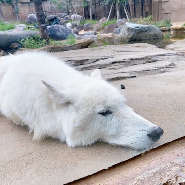 那須どうぶつ王国に投稿された画像（2024/10/17）