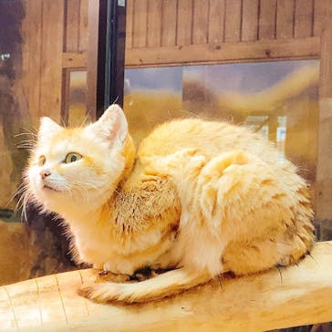 那須どうぶつ王国に投稿された画像（2024/10/17）