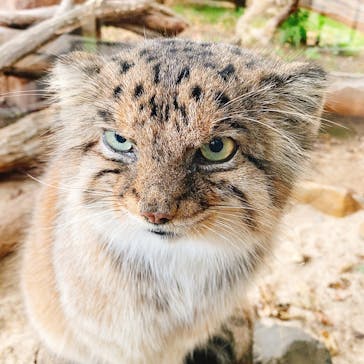 那須どうぶつ王国に投稿された画像（2024/10/17）